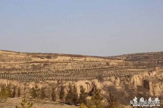 【造林绿化】莲花镇：植树千顷 绿遍山原