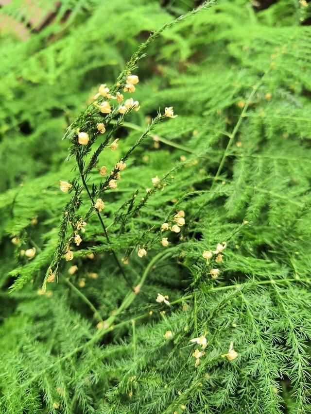 这些花卉绿植巧用磷酸二氢钾，花开得多，还省肥
