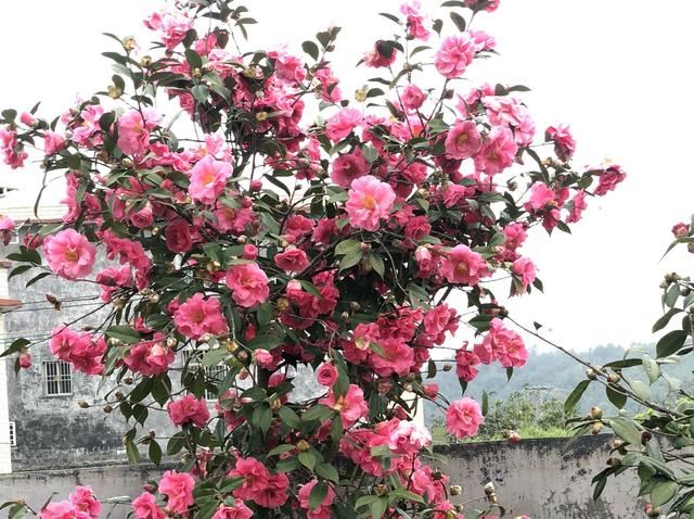 茶花洗根后的5点保命服盆技巧，第1点很致命，花友用实例入坑