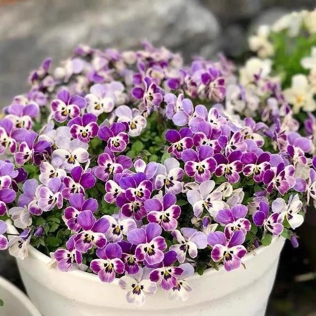 10种春天“时令花”，有窗台就能养，家里养几盆，繁花似锦