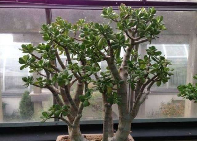 玉树这么“剪一剪”，枝干粗壮侧芽多，新芽呼呼冒，一年变小树