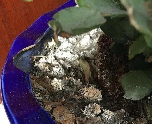 花盆出现这些“东西”，赶紧换花盆，不然活不过一个月