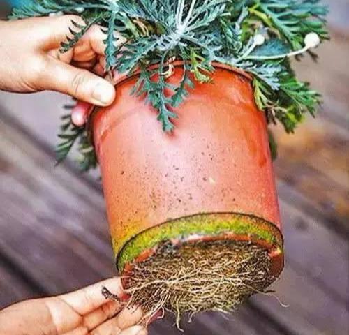 花盆出现这些“东西”，赶紧换花盆，不然活不过一个月