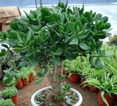 玉树这么“剪一剪”，枝干粗壮侧芽多，新芽呼呼冒，一年变小树