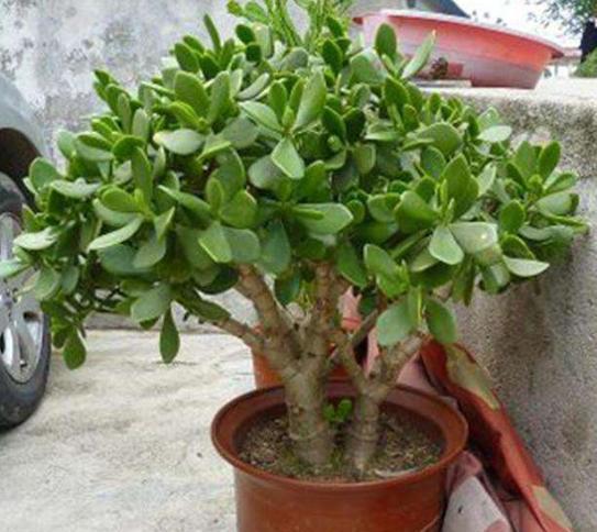 玉树这么“剪一剪”，枝干粗壮侧芽多，新芽呼呼冒，一年变小树