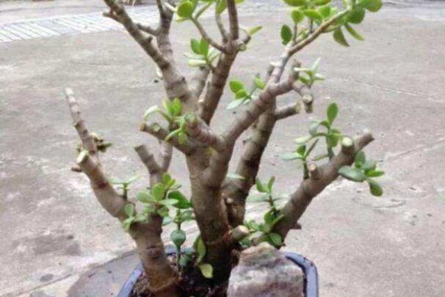 玉树这么“剪一剪”，枝干粗壮侧芽多，新芽呼呼冒，一年变小树