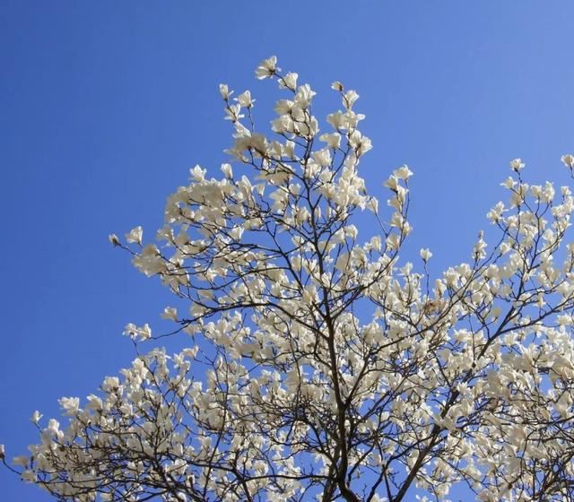 庭院种什么树吉利又好看？