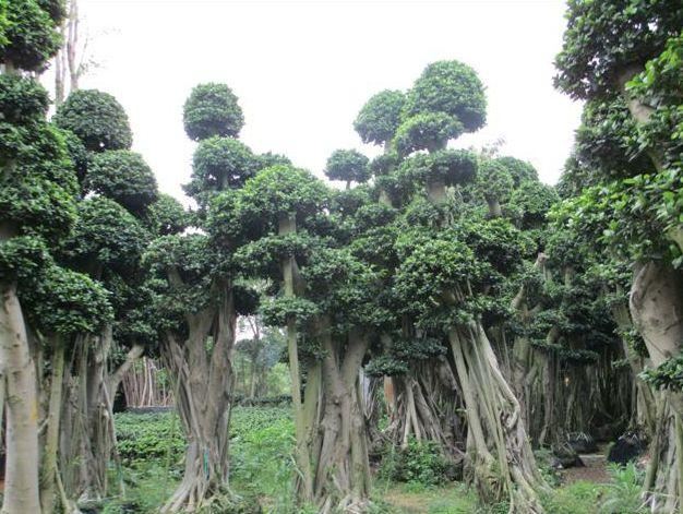 庭院种什么树吉利又好看？