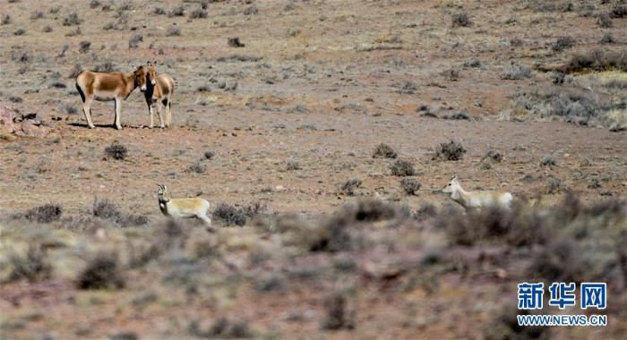 中蒙边境线上的美丽生灵