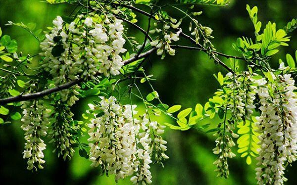 庭院种什么树吉利又好看？