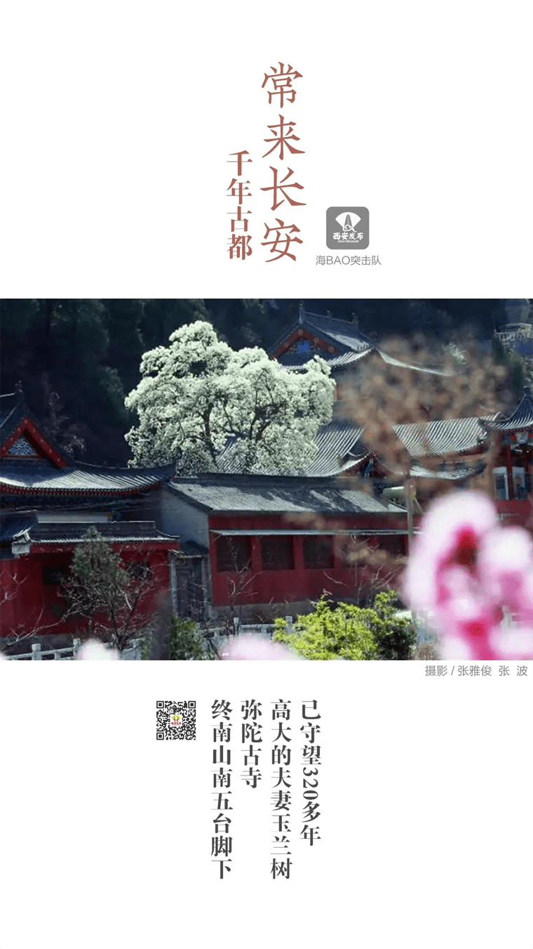 新晋网红！继那棵银杏树后，西安这对玉兰古树霸屏了！