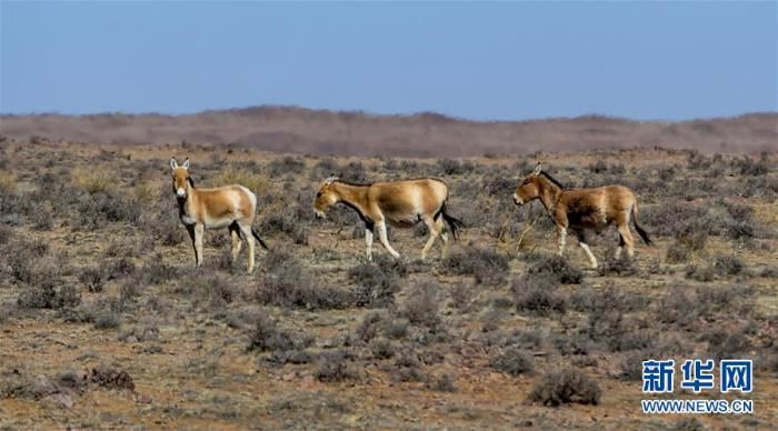 中蒙边境线上的美丽生灵