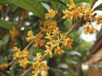 桂花怎么种植方法