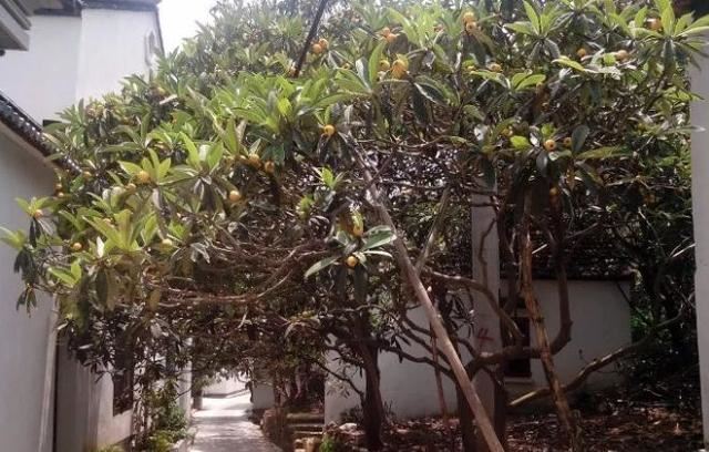 庭院种什么树吉利又好看？