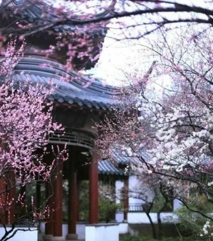 庭院种什么树吉利又好看？