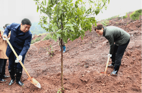 湖南省政协主席李微微带队参加义务植树活动 湖南省政协主席李微微带队参加义务植树活动