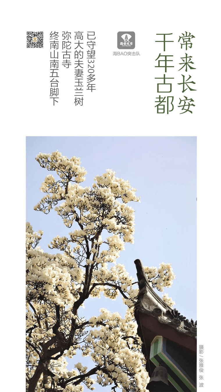 新晋网红！继那棵银杏树后，西安这对玉兰古树霸屏了！