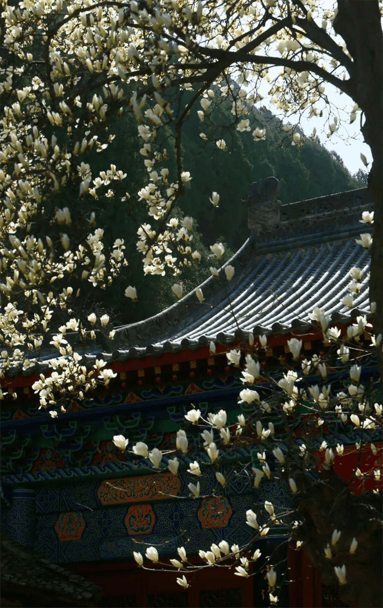 新晋网红！继那棵银杏树后，西安这对玉兰古树霸屏了！