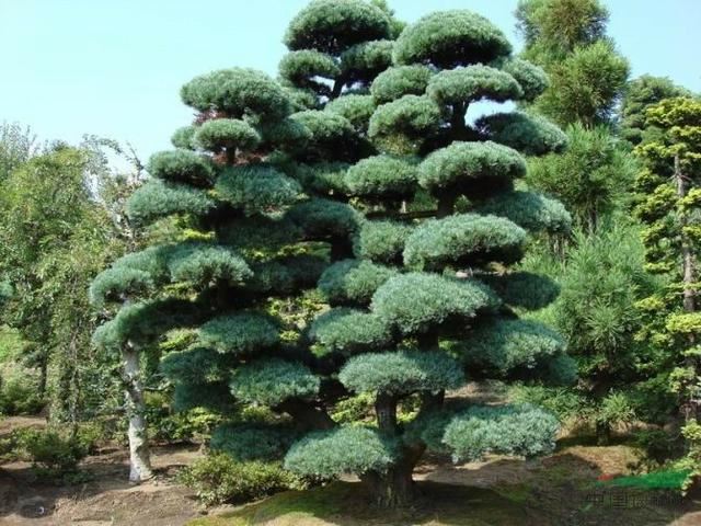 庭院种什么树吉利又好看？