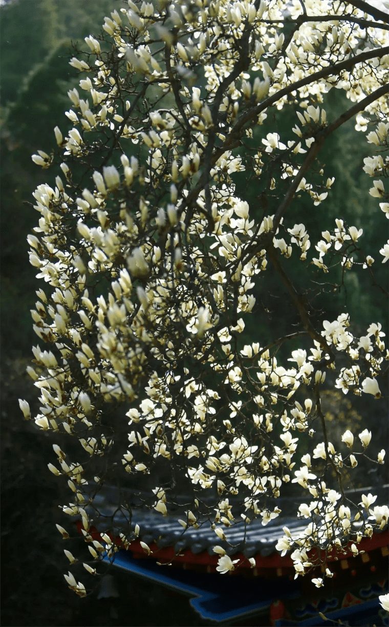 新晋网红！继那棵银杏树后，西安这对玉兰古树霸屏了！