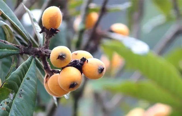 庭院种什么树吉利又好看？