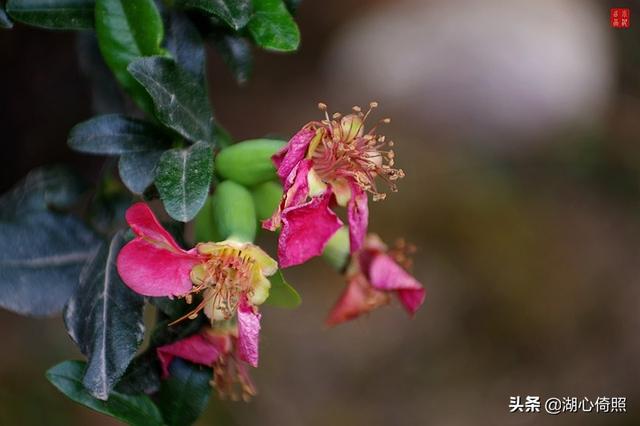 海棠四品：木瓜海棠、贴梗海棠、垂丝海棠、西府海棠如何区分