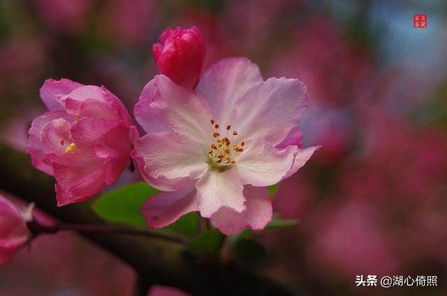 海棠四品：木瓜海棠、贴梗海棠、垂丝海棠、西府海棠如何区分