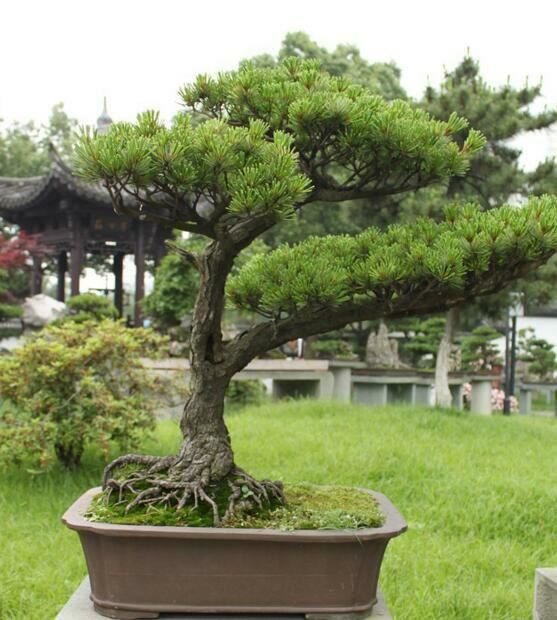 庭院种什么树吉利又好看？