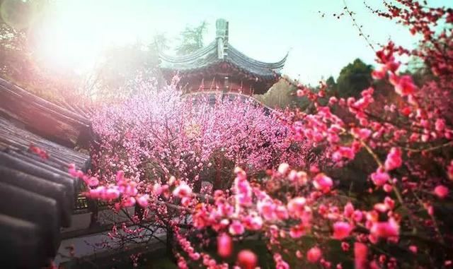 庭院种什么树吉利又好看？