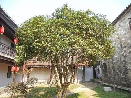 庭院种什么树吉利又好看？