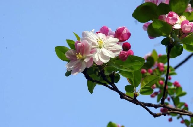 庭院种什么树吉利又好看？