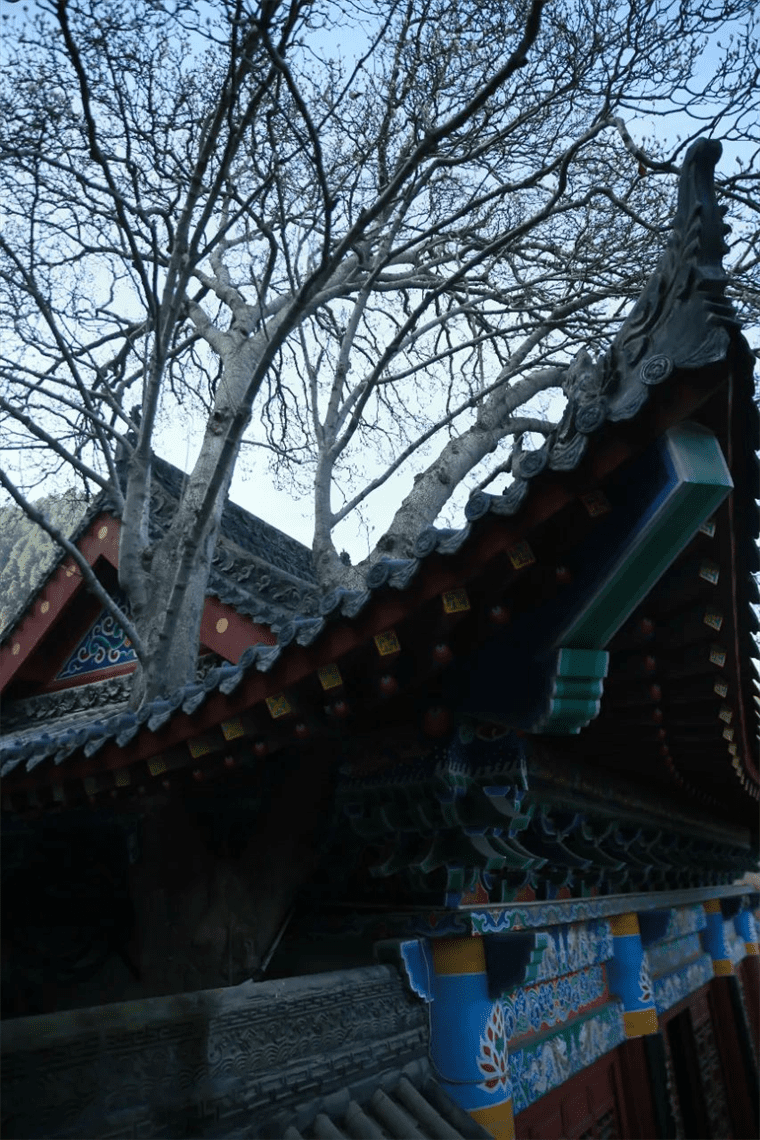 新晋网红！继那棵银杏树后，西安这对玉兰古树霸屏了！