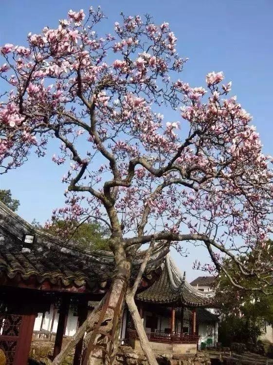 庭院种什么树吉利又好看？