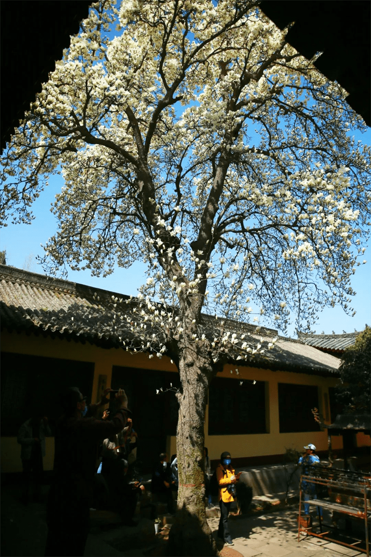 新晋网红！继那棵银杏树后，西安这对玉兰古树霸屏了！