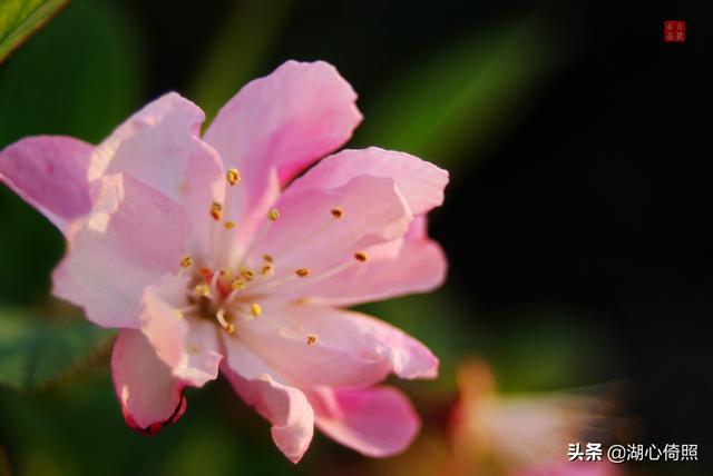 海棠四品：木瓜海棠、贴梗海棠、垂丝海棠、西府海棠如何区分