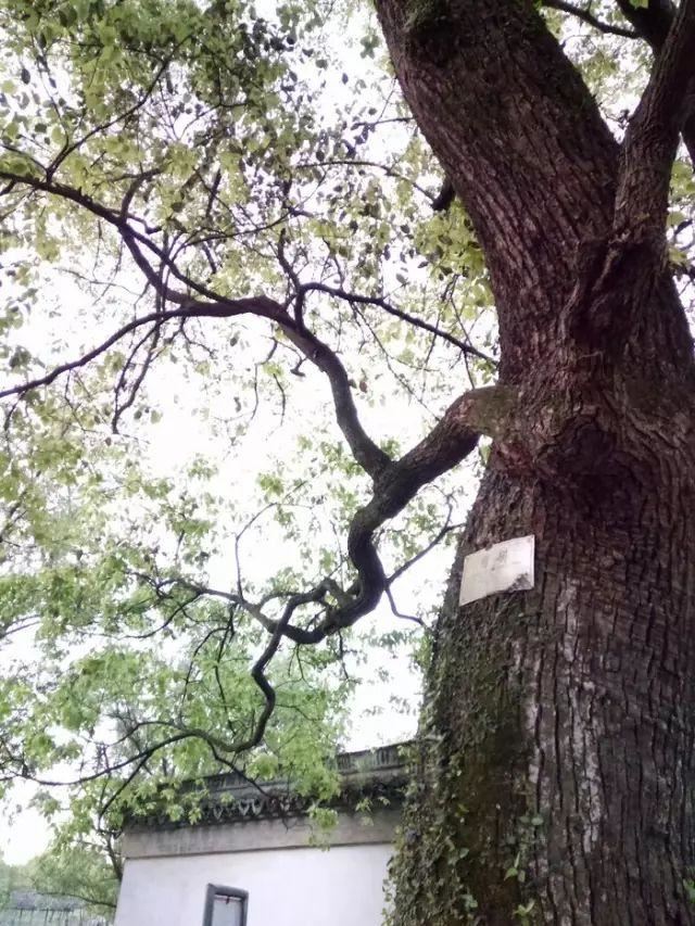 庭院种什么树吉利又好看？