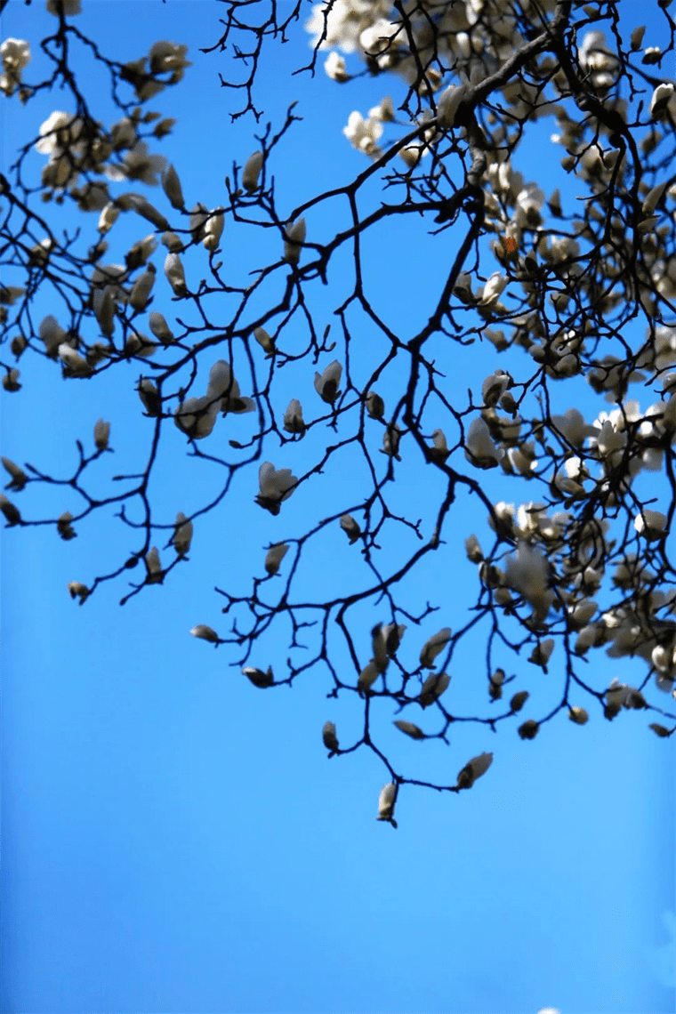 新晋网红！继那棵银杏树后，西安这对玉兰古树霸屏了！