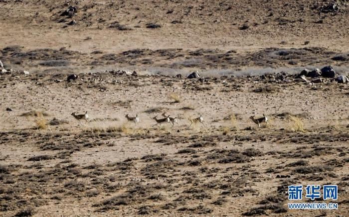 中蒙边境线上的美丽生灵