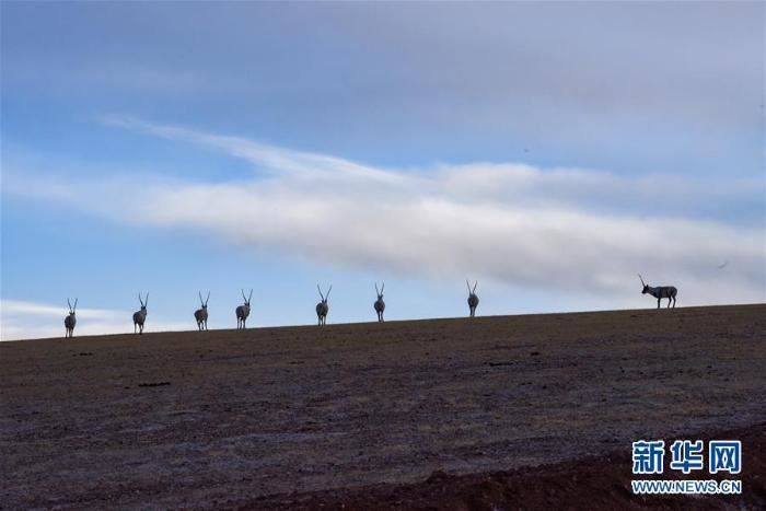 跨越半个世纪的生命迁徙
