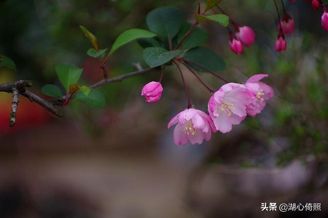 海棠四品：木瓜海棠、贴梗海棠、垂丝海棠、西府海棠如何区分