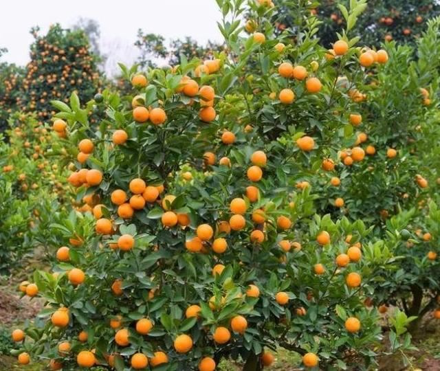 庭院种什么树吉利又好看？