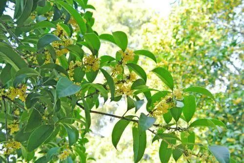 庭院种什么树吉利又好看？