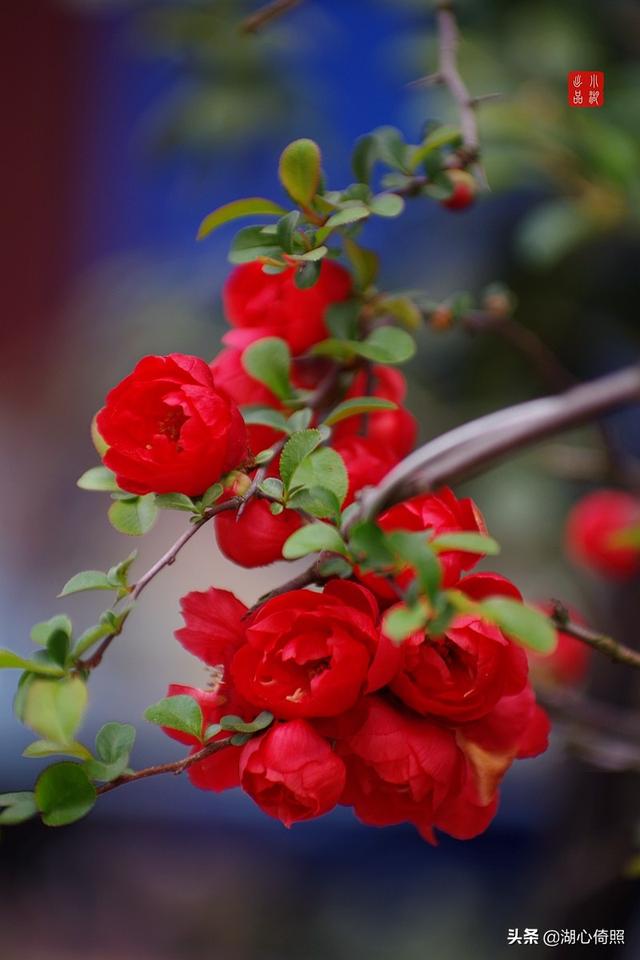海棠四品：木瓜海棠、贴梗海棠、垂丝海棠、西府海棠如何区分