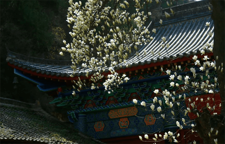 新晋网红！继那棵银杏树后，西安这对玉兰古树霸屏了！