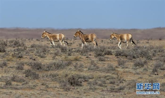 中蒙边境线上的美丽生灵