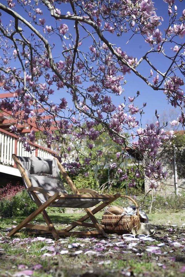 庭院种什么树吉利又好看？