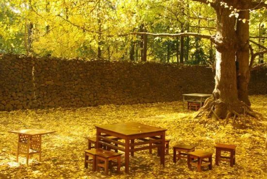 庭院种什么树吉利又好看？