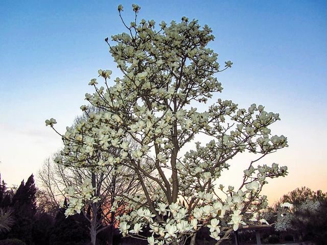 庭院种什么树吉利又好看？