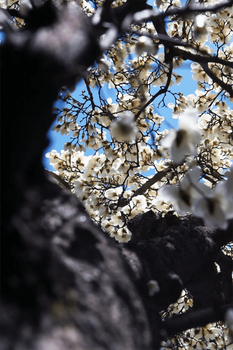 新晋网红！继那棵银杏树后，西安这对玉兰古树霸屏了！