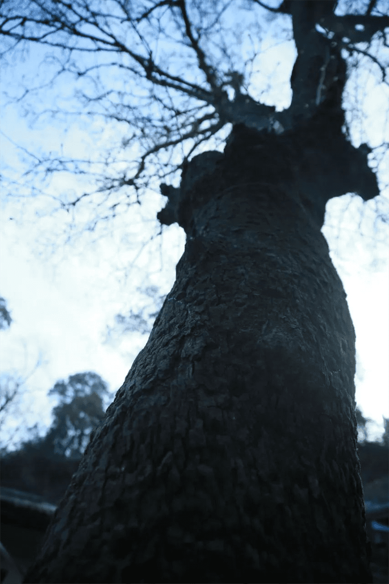 新晋网红！继那棵银杏树后，西安这对玉兰古树霸屏了！